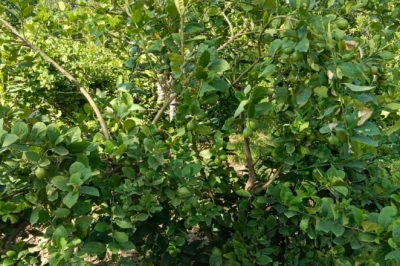 ताइवानी पिंक नींबू से बदली किसानों की तकदीर, हर महीने एक लाख तक की कमाई