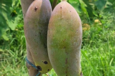 थाईलैंड का बनाना मैंगो अब बिहार में, 18 इंच लंबा और 800 ग्राम वजनी—देखकर केला समझ बैठेंगे लोग