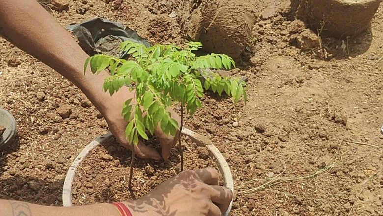 गमले के पौधे सूख रहे हैं? डालें ये दो खास चीजें, हर मौसम में बनी रहेगी हरियाली