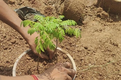 गमले के पौधे सूख रहे हैं? डालें ये दो खास चीजें, हर मौसम में बनी रहेगी हरियाली