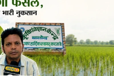 खेत में जमा रहता है ज्यादा पानी? धान की यह किस्म बचाएगी फसल, जानें एक्सपर्ट की राय