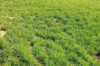 मानसून आने से पहले निपटा लें ये 5 जरूरी काम, खरीफ फसलों में होगी रिकॉर्ड पैदावार और बढ़ेगा मुनाफा