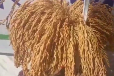 चिन्नौर चावल: नेहरू और इंदिरा गांधी भी थे जिसके मुरीद, जानिए क्यों है इतना खास
