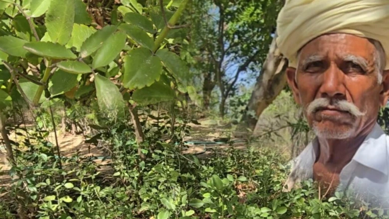 खेती के टिप्स: गेहूं-धान की जगह उगाएं यह औषधीय पौधा, बिना बीज खर्च के कमाएं लाखों