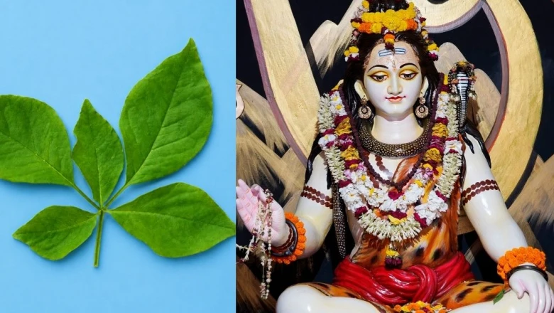 पंचमुखी बेलपत्र: सौभाग्य का दुर्लभ संकेत, जानें किन भाग्यवानों को होता है इसका दर्शन