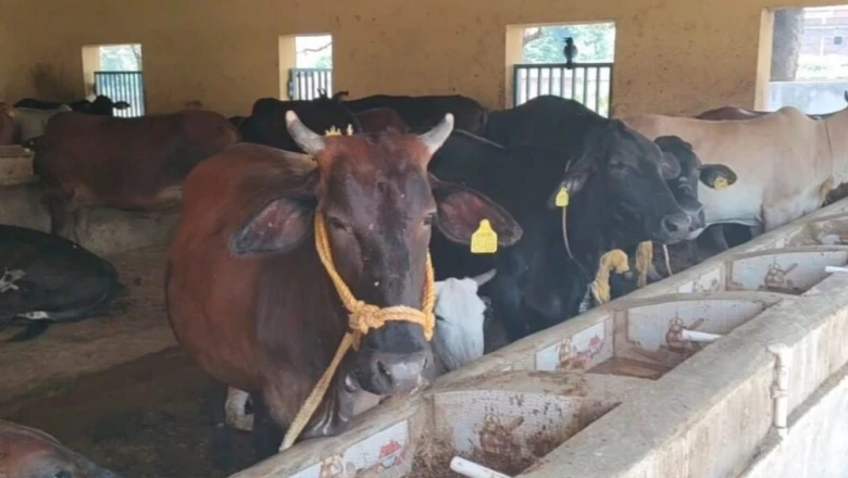 बारिश से पहले पशुओं को जरूर कराएं डीवार्मिंग, विशेषज्ञ से समझें एल्बेंडाजोल की सही खुराक और दूध बढ़ाने का तरीका