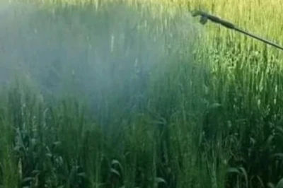 खाद की किल्लत से परेशान किसानों के लिए राहत, अपनाएं ये किफायती विकल्प और बढ़ाएं पैदावार