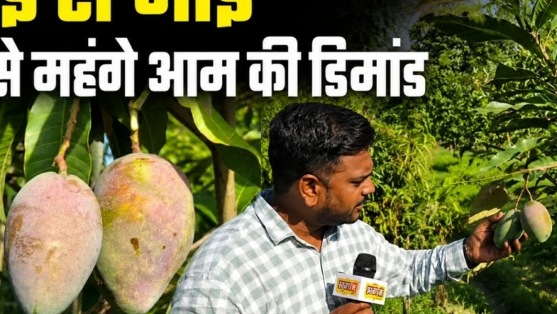 दुनिया का सबसे महंगा आम 'मियाजाकी' चखेंगे पीएम मोदी, दुबई से भी मिला ऑर्डर, सीसीटीवी से हो रही 'रेड गोल्ड' की रखवाली