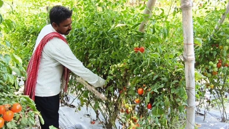 नीचे टमाटर और ऊपर करेला: मुजफ्फरपुर के किसान की 'दो-तल्ला खेती' से 4 महीने में 5 लाख का शुद्ध मुनाफा