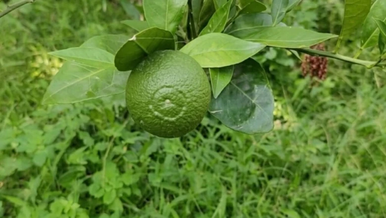 थाईलैंड वैरायटी की मौसंबी से किसान की चांदी, 6 साल पहले लगाए 750 पौधे, अब खेत पहुंच रहे खरीदार