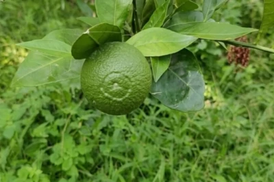 थाईलैंड वैरायटी की मौसंबी से किसान की चांदी, 6 साल पहले लगाए 750 पौधे, अब खेत पहुंच रहे खरीदार