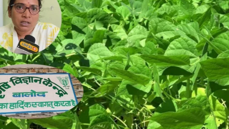 मूंग-उड़द बोने से पहले बीजोपचार न भूलें, वरना 60% तक गिर सकता है उत्पादन; जानें वैज्ञानिक की सलाह