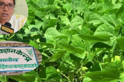 मूंग-उड़द बोने से पहले बीजोपचार न भूलें, वरना 60% तक गिर सकता है उत्पादन; जानें वैज्ञानिक की सलाह