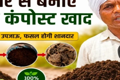 घुरुवा का सूखा गोबर सीधे खेत में डालने से बचें, सुपर कंपोस्ट खाद बनाकर पाएं फसल और मिट्टी दोनों का फायदा
