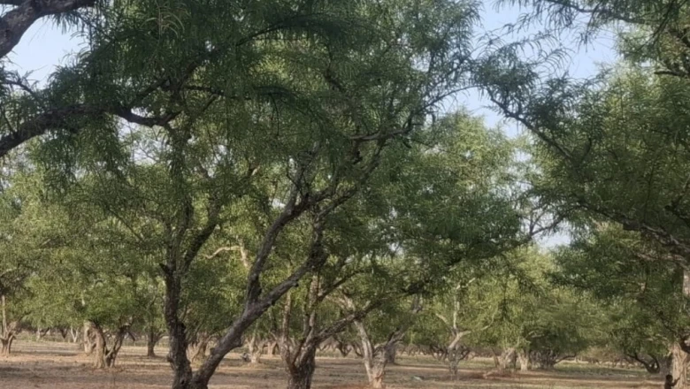आगरा से क्यों गायब हुआ गन्ना? कभी लहलहाती थी फसल, अब बस इतिहास में दर्ज