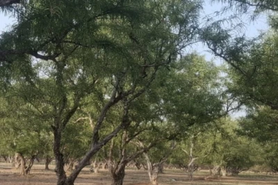 आगरा से क्यों गायब हुआ गन्ना? कभी लहलहाती थी फसल, अब बस इतिहास में दर्ज