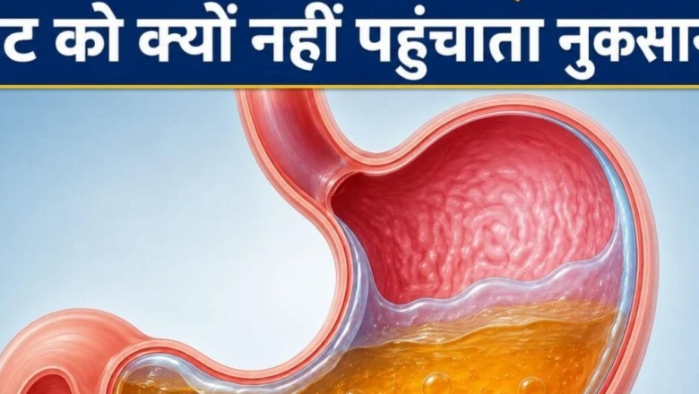 पेट का हाइड्रोक्लोरिक एसिड है बेहद घातक, फिर भी अपनी ही दीवारों को क्यों नहीं जलाता? जानें वजह
