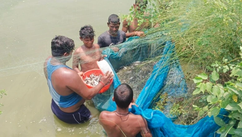बजट में भी ले सकेंगे मछली का जायका, जहानाबाद में ₹150 किलो बिक रही पैंगेसियस, जानें रोहू, सिंघी और केवई के भाव