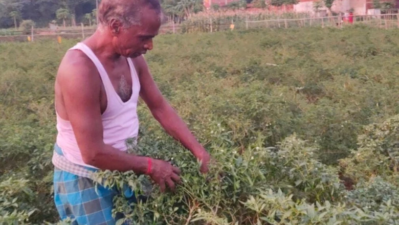 500 रुपये की लागत और 2 लाख की कमाई, देवघर के किसान ने मिर्च की खेती से पलटी तकदीर
