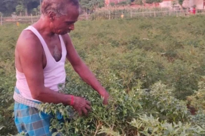500 रुपये की लागत और 2 लाख की कमाई, देवघर के किसान ने मिर्च की खेती से पलटी तकदीर