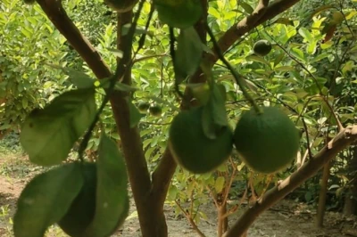 छपरा में मौसमी की बागवानी से किसान की किस्मत बदली, सिर्फ 2 साल में फलों से लदे पेड़ और मोटी कमाई