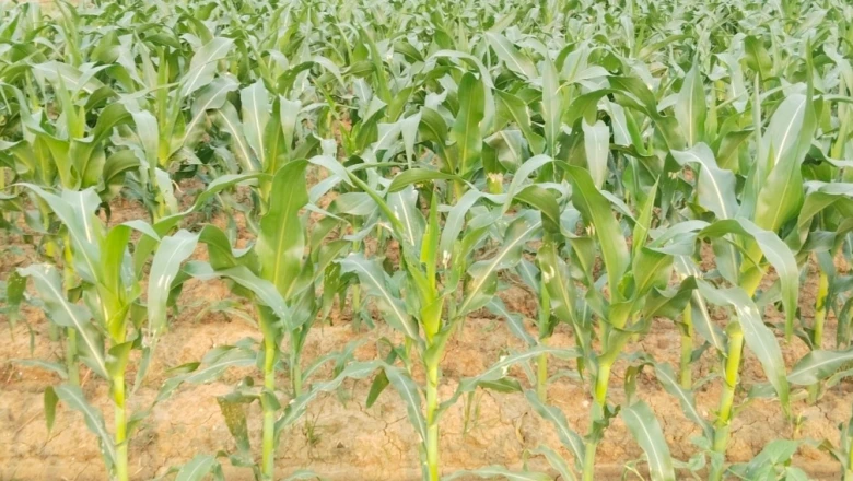 बारिश में मक्के की फसल कैसे बचाएं? कृषि विशेषज्ञ ने सुझाया कारगर उपाय