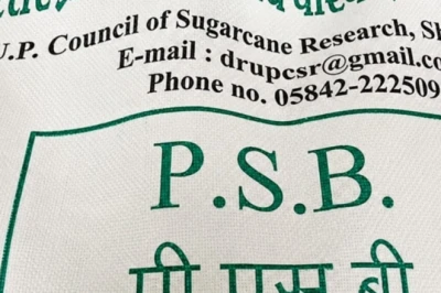 धान में DAP का खर्च घटेगा आधा! ₹50 किलो वाला यह आजमाया नुस्खा बढ़ाएगा पैदावार