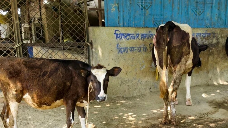 डेयरी फार्म खोलने की तैयारी है तो सरकार देगी मदद, जानिए पूरी योजना और सब्सिडी का गणित