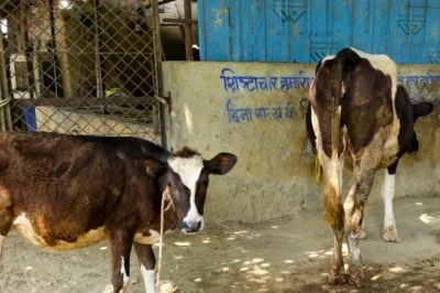 डेयरी फार्म खोलने की तैयारी है तो सरकार देगी मदद, जानिए पूरी योजना और सब्सिडी का गणित