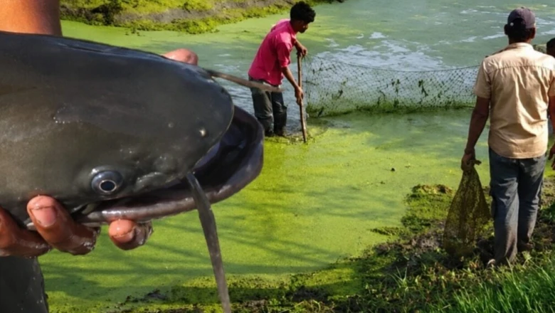 केवलादेव राष्ट्रीय उद्यान पर मंडराता अनदेखा संकट, अफ्रीकन कैटफिश से बिगड़ रहा प्राकृतिक संतुलन