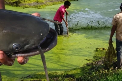 केवलादेव राष्ट्रीय उद्यान पर मंडराता अनदेखा संकट, अफ्रीकन कैटफिश से बिगड़ रहा प्राकृतिक संतुलन