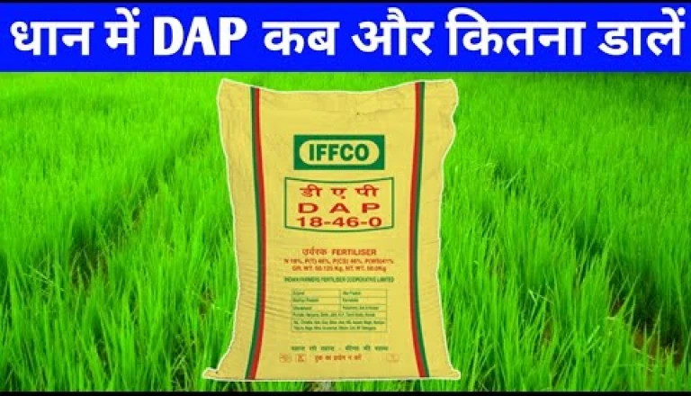 धान में DAP का खर्च घटेगा आधा! ₹50 किलो वाला यह आजमाया नुस्खा बढ़ाएगा पैदावार