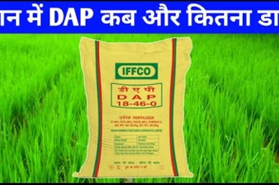 धान में DAP का खर्च घटेगा आधा! ₹50 किलो वाला यह आजमाया नुस्खा बढ़ाएगा पैदावार