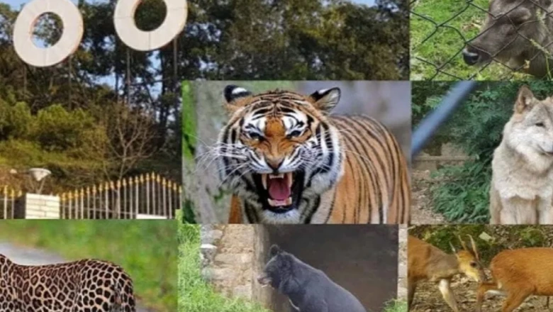 नैनीताल का गोविंद बल्लभ पंत जू: रेड पांडा, बाघ और सफेद मोर की अनोखी दुनिया, देखें तस्वीरें