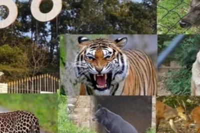 नैनीताल का गोविंद बल्लभ पंत जू: रेड पांडा, बाघ और सफेद मोर की अनोखी दुनिया, देखें तस्वीरें