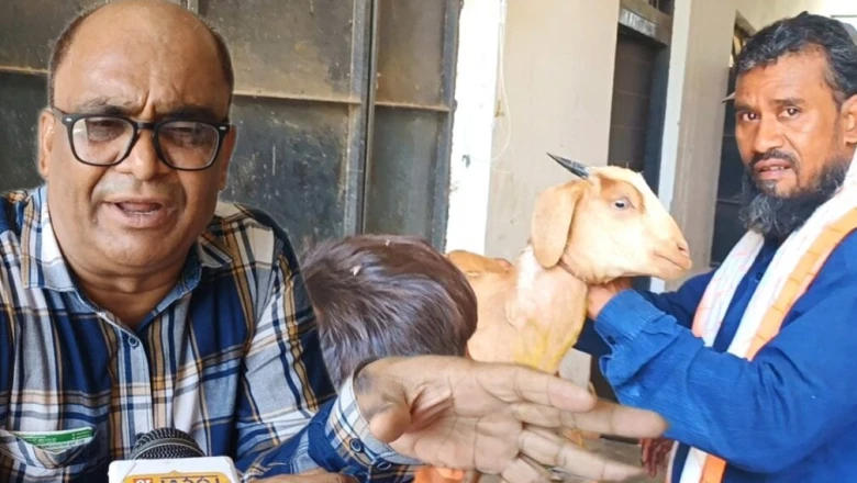बकरी पालकों के लिए जरूरी सलाह! बरसात से पहले लगवाएं पीपीआर का टीका, टलेगा बड़ा खतरा
