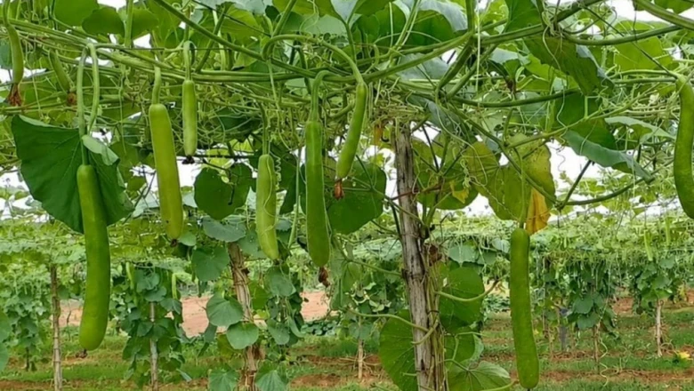 मचान विधि से खेती: भरतपुर के किसान कम जमीन में कर रहे हैं बंपर कमाई