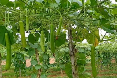 मचान विधि से खेती: भरतपुर के किसान कम जमीन में कर रहे हैं बंपर कमाई