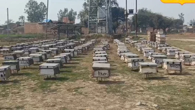 एक ही जैसे अंडे, अलग किस्मत! जानिए वह खास खुराक जो साधारण लार्वा को बना देती है 'रानी मक्खी'
