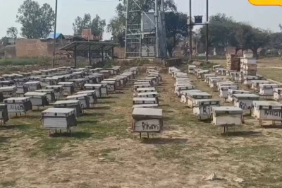 एक ही जैसे अंडे, अलग किस्मत! जानिए वह खास खुराक जो साधारण लार्वा को बना देती है 'रानी मक्खी'