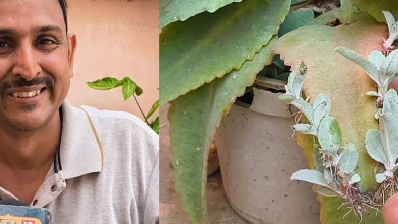 Donkey Leaf: पत्ता मिट्टी में डालें और उग आएगा नया पौधा, मात्र ₹20 में हो सकती है अच्छी कमाई