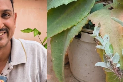 Donkey Leaf: पत्ता मिट्टी में डालें और उग आएगा नया पौधा, मात्र ₹20 में हो सकती है अच्छी कमाई