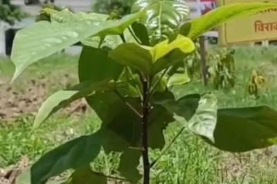 Bihar Sindoor Park: बिहार में सिंदूर की खेती का नया मॉडल, बनेंगे दो सिंदूर पार्क, जानें BAU का पूरा प्रोजेक्ट