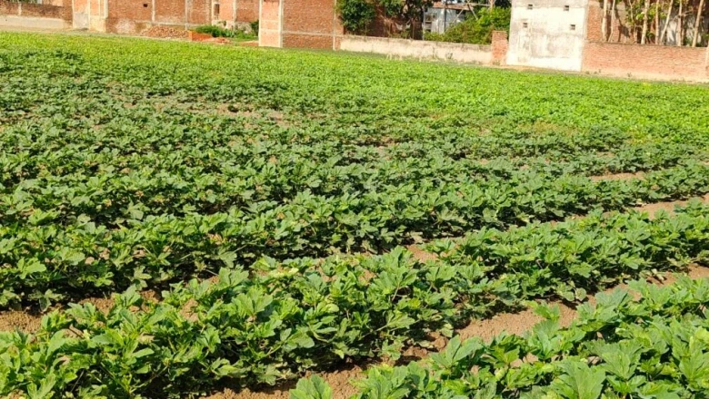 Gonda के किसान ने खेती से बदली तकदीर, Okra की आधुनिक खेती से हो रही लाखों की कमाई