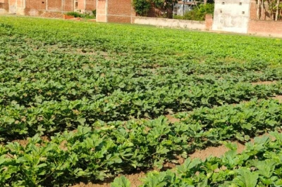 Gonda के किसान ने खेती से बदली तकदीर, Okra की आधुनिक खेती से हो रही लाखों की कमाई