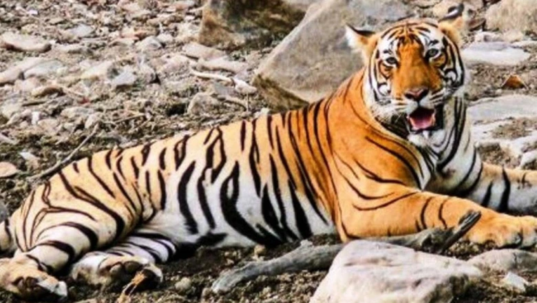 कुंभलगढ़ बनेगा देश का 59वां Tiger Reserve, NTCA की Technical Committee ने दी मंजूरी