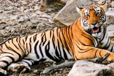 कुंभलगढ़ बनेगा देश का 59वां Tiger Reserve, NTCA की Technical Committee ने दी मंजूरी