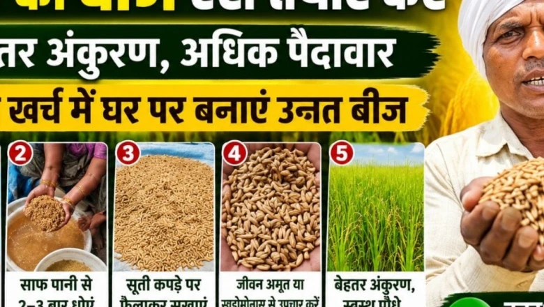 बिलासपुर के किसान ने बताया घर के धान को उन्नत बीज बनाने का आसान और कम खर्च वाला तरीका