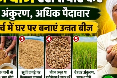 बिलासपुर के किसान ने बताया घर के धान को उन्नत बीज बनाने का आसान और कम खर्च वाला तरीका