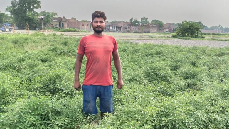 खेती में बड़ा मुनाफा: इस खास मिर्च की डिमांड है हमेशा, कम समय में मिलता है बंपर उत्पादन